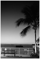 Bench and palm tree and sunset. Key West, Florida, USA (black and white)