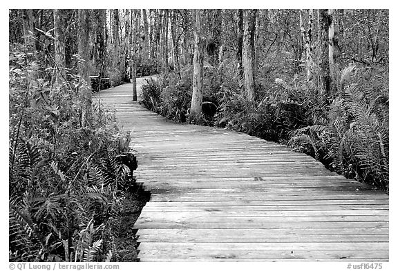 Boardwalk, Loxahatchee NWR. Florida, USA