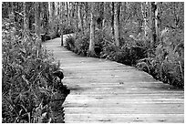 Boardwalk, Loxahatchee NWR. Florida, USA (black and white)