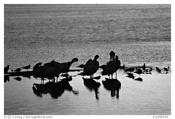 Pelicans and smaller wading birds at sunset, Ding Darling NWR. Florida, USA (black and white)