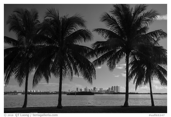 Palm trees, Biscayne Bay, distant skyline. Florida, USA (black and white)
