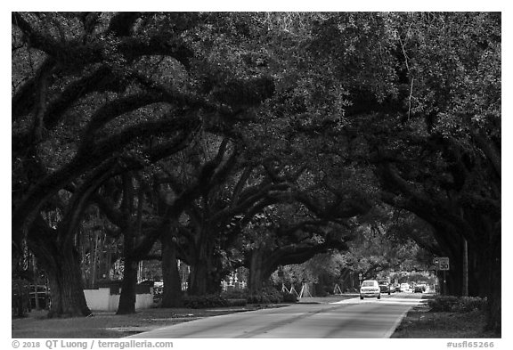 Road through tree tunnel. Coral Gables, Florida, USA (black and white)