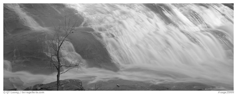 Bare tree on edge of wide waterfall. Georgia, USA (black and white)