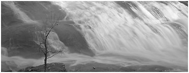 Bare tree on edge of wide waterfall. Georgia, USA (Panoramic black and white)