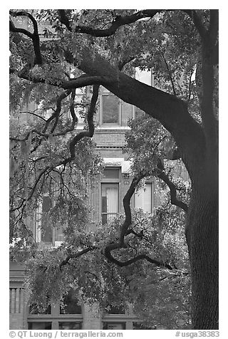 Live Oak tree and facade. Savannah, Georgia, USA (black and white)