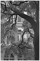 Live Oak tree and facade. Savannah, Georgia, USA ( black and white)