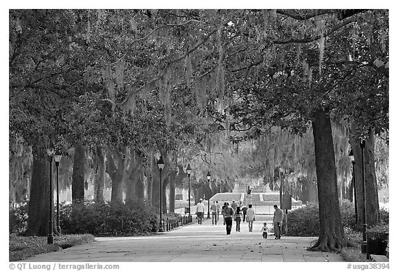 Alley in Forsyth Park. Savannah, Georgia, USA (black and white)