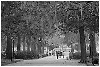 Alley in Forsyth Park. Savannah, Georgia, USA ( black and white)
