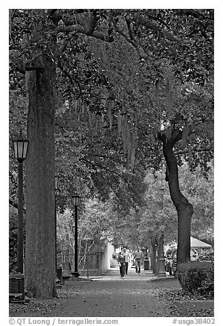 Street lined with oak trees and Spanish moss. Savannah, Georgia, USA