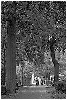 Street lined with oak trees and Spanish moss. Savannah, Georgia, USA (black and white)