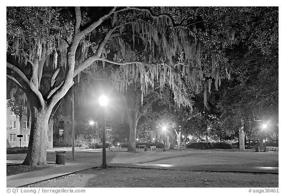 Square by night with Spanish Moss hanging from oak trees. Savannah, Georgia, USA