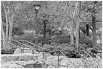 Railings, lamp, and trees in autumn colors, Centenial Olympic Park. Atlanta, Georgia, USA (black and white)