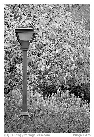 Blue lamp and trees in fall foliage, Centenial Olympic Park. Atlanta, Georgia, USA (black and white)