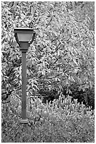 Blue lamp and trees in fall foliage, Centenial Olympic Park. Atlanta, Georgia, USA (black and white)