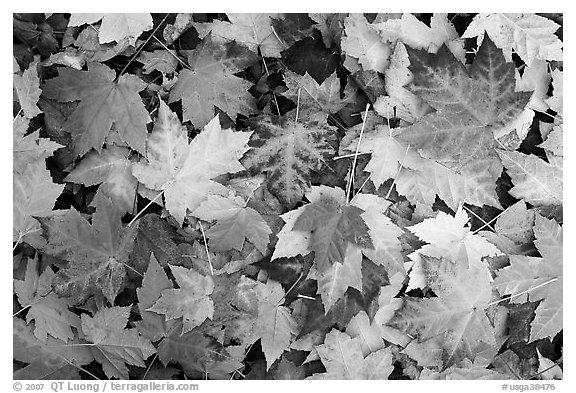 Fallen maple leaves. Georgia, USA (black and white)