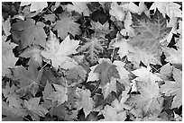 Fallen maple leaves. Georgia, USA (black and white)