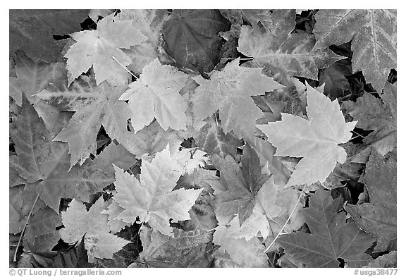 Close-up of maple leaves in fall colors. Georgia, USA