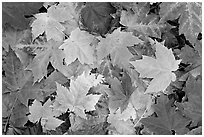 Close-up of maple leaves in fall colors. Georgia, USA ( black and white)