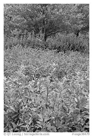 Shrubs and trees in fall colors. Atlanta, Georgia, USA (black and white)