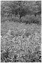 Shrubs and trees in fall colors. Atlanta, Georgia, USA (black and white)