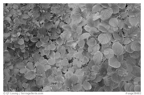 Shrub leaves in autumn colors. Atlanta, Georgia, USA (black and white)