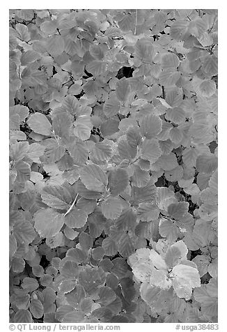 Shrub foliage in autumn colors. Atlanta, Georgia, USA (black and white)