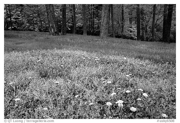 Spring wildflowers, grasses, and trees, Bernheim arboretum. Kentucky, USA (black and white)