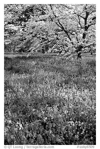 Spring wildflowers and tree in bloom, Bernheim arboretum. Kentucky, USA (black and white)