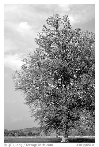Tree, Bernheim arboretum. Kentucky, USA (black and white)