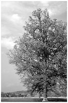 Tree, Bernheim arboretum. Kentucky, USA ( black and white)