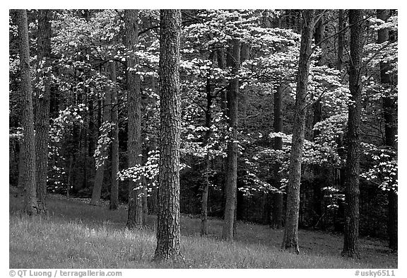 Pines and Dogwood trees in bloom, Bernheim arboretum. Kentucky, USA (black and white)