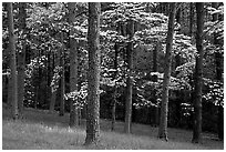 Pines and Dogwood trees in bloom, Bernheim arboretum. Kentucky, USA (black and white)