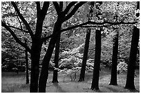 White and pink trees in bloom, Bernheim arboretum. Kentucky, USA (black and white)