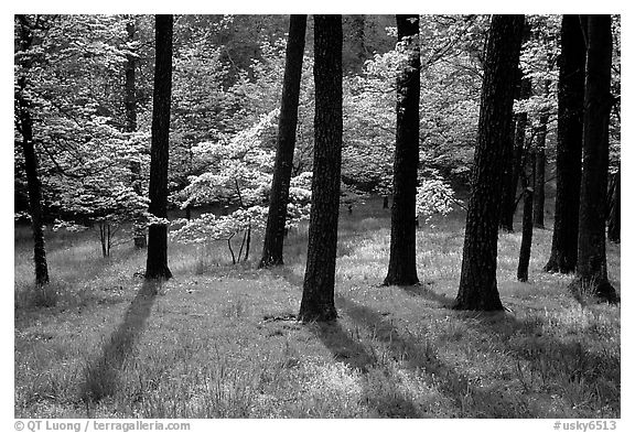 White and pink trees in bloom, Bernheim arboretum. Kentucky, USA (black and white)