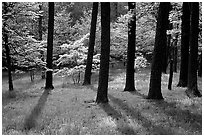 White and pink trees in bloom, Bernheim arboretum. Kentucky, USA ( black and white)