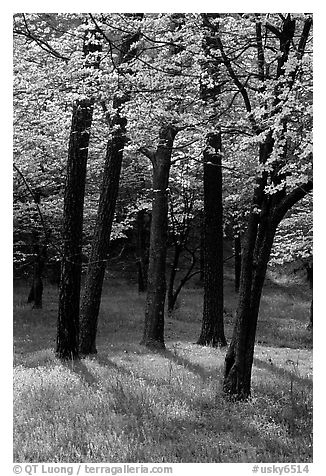 White and pink trees in bloom, Bernheim arboretum. Kentucky, USA