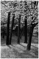 White and pink trees in bloom, Bernheim arboretum. Kentucky, USA (black and white)
