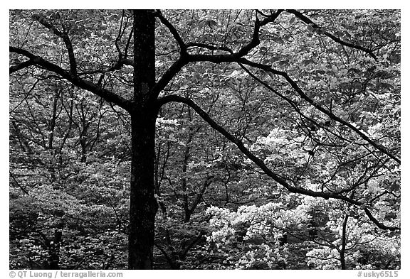 Pink and white trees  in bloom, Bernheim arboretum. Kentucky, USA (black and white)