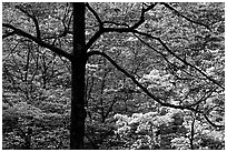 Pink and white trees  in bloom, Bernheim arboretum. Kentucky, USA (black and white)