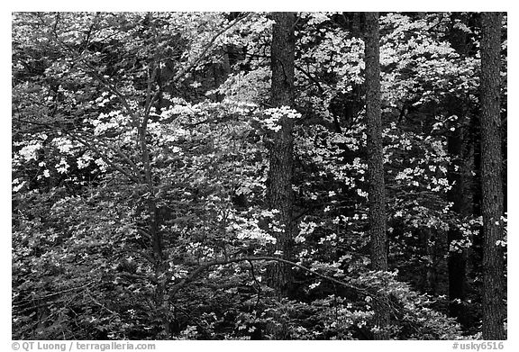 Pink and white trees in bloom, Bernheim arboretum. Kentucky, USA (black and white)