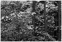 Pink and white trees in bloom, Bernheim arboretum. Kentucky, USA ( black and white)