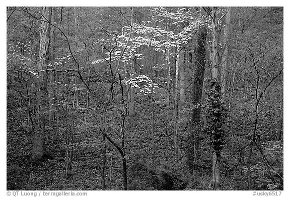 Redbud and Dogwood, Bernheim forest. Kentucky, USA