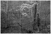 Redbud and Dogwood, Bernheim forest. Kentucky, USA (black and white)