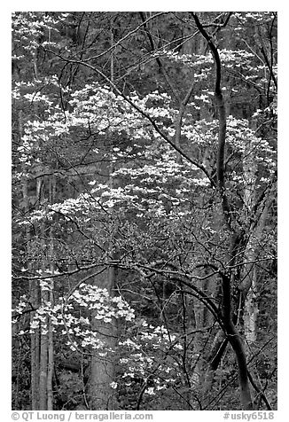 Redbud and Dogwood, Bernheim forest. Kentucky, USA (black and white)