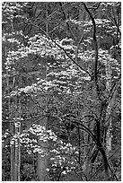 Redbud and Dogwood, Bernheim forest. Kentucky, USA (black and white)