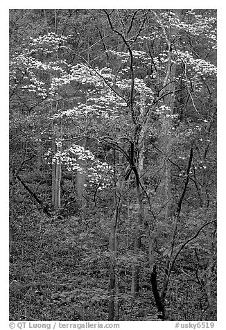 Redbud and Dogwood, Bernheim forest. Kentucky, USA