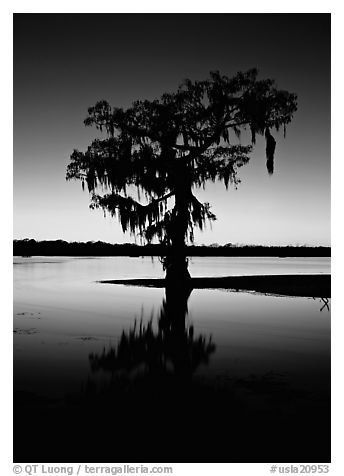 Bald cypress silhouetted at sunset, Lake Martin. Louisiana, USA (black and white)