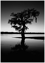 Bald cypress silhouetted at sunset, Lake Martin. Louisiana, USA (black and white)