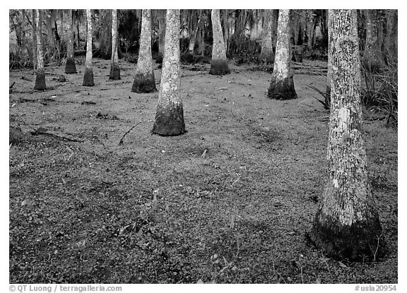 Cypress growing in vegetation-covered swamp, Jean Lafitte Historical Park and Preserve, New Orleans. New Orleans, Louisiana, USA (black and white)