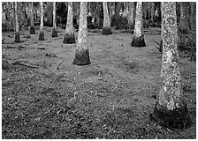Cypress growing in vegetation-covered swamp, Jean Lafitte Historical Park and Preserve, New Orleans. New Orleans, Louisiana, USA ( black and white)